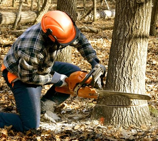 Tree Removal in Beech Grove, AR